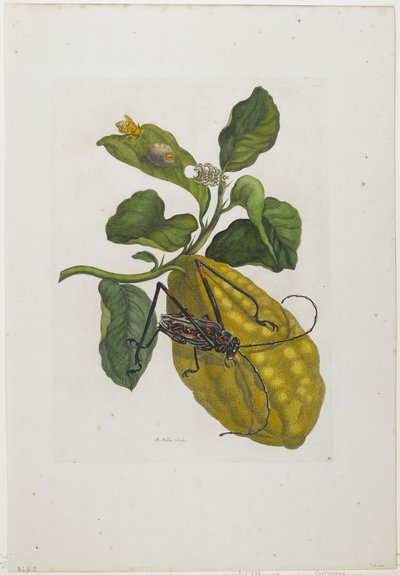 Frutta di agrumi e scarabeo, 1705-71 da Maria Sibylla Merian